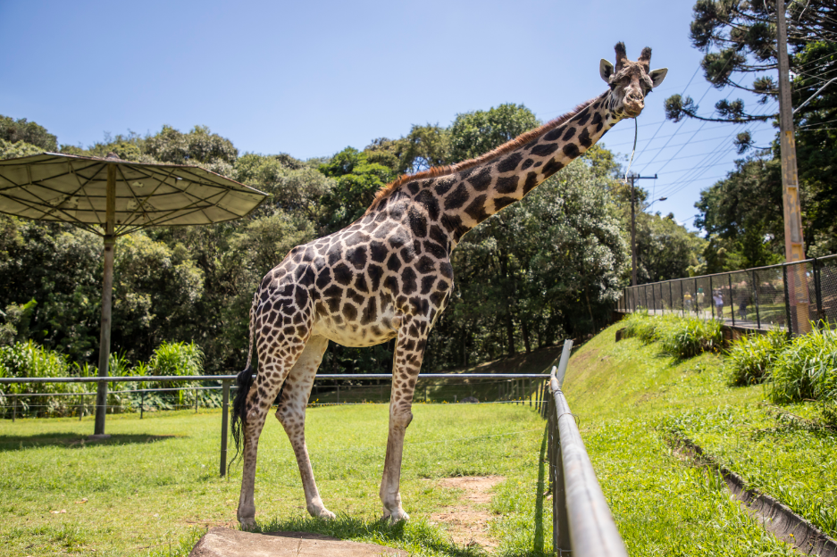 Guia Nomade Zoológico Curitiba 3
