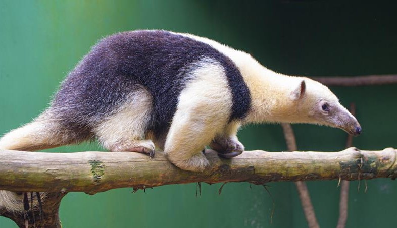 Guia Nomade Zoológico Curitiba 5