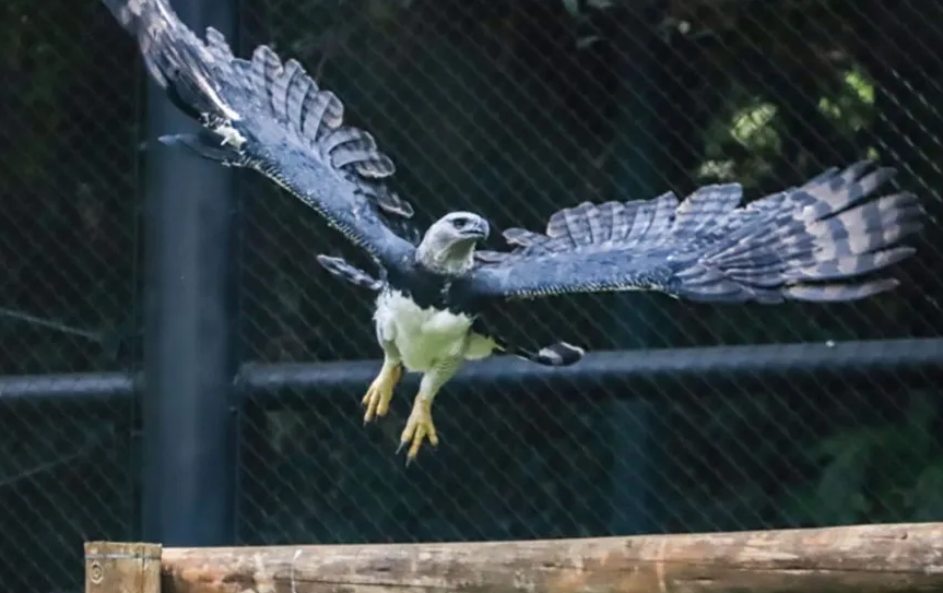 Guia Nomade Zoológico Curitiba 6